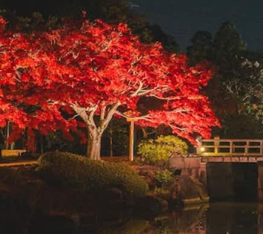 Japanese Garden Autumn Light-Up