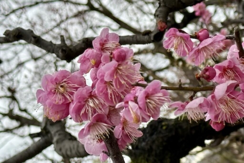 Plum Blossom Season in Osaka